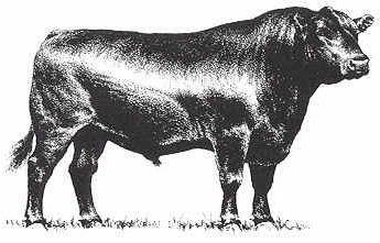 Angus Angus